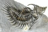 Spiny Comura Trilobite - Ofaten, Morocco #362813-1